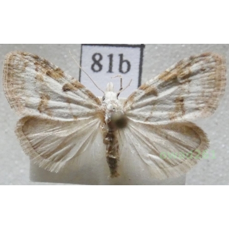 Nola aerugula (Hübner, 1793) Czech81b